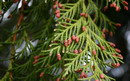 Port Orford cedar ، Chamaecyparis